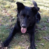 PagesAndPaws
