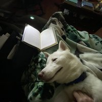 Bookshelfenigma